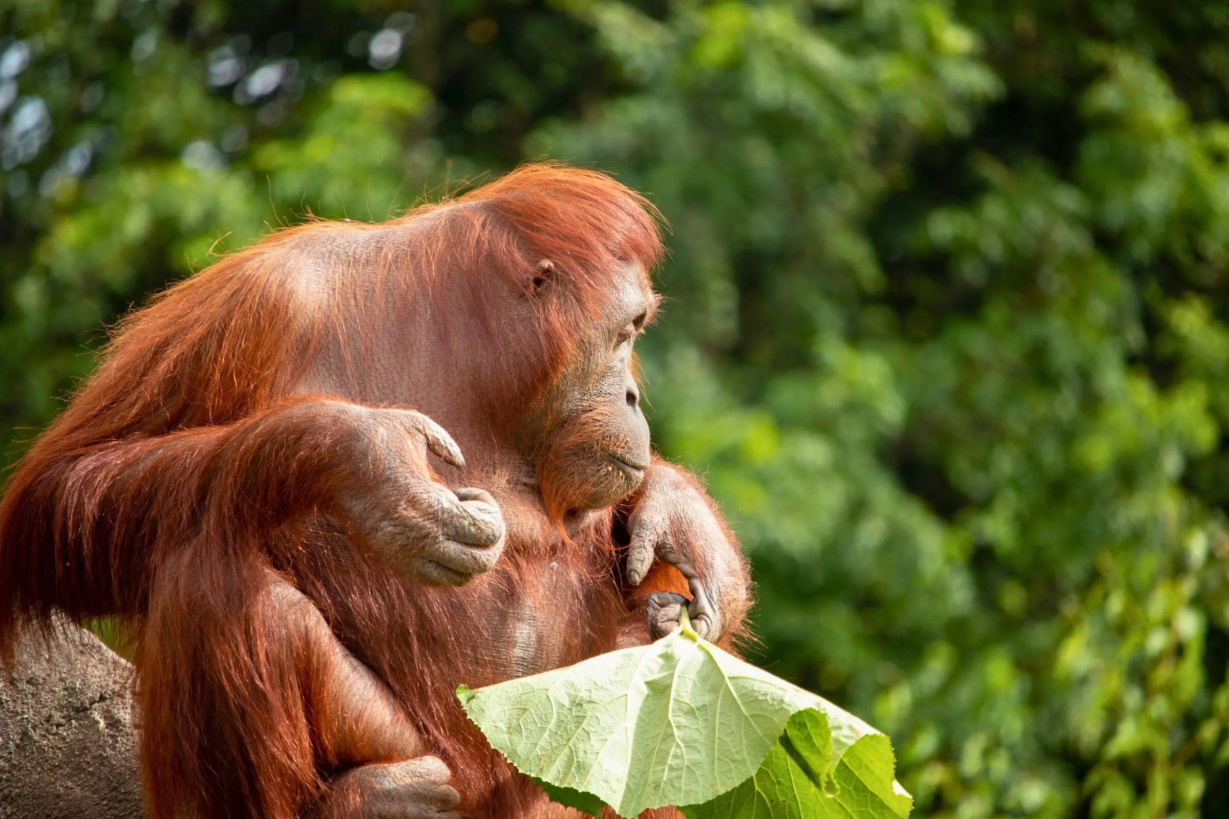 Dublin Zoo Orangutan Forest