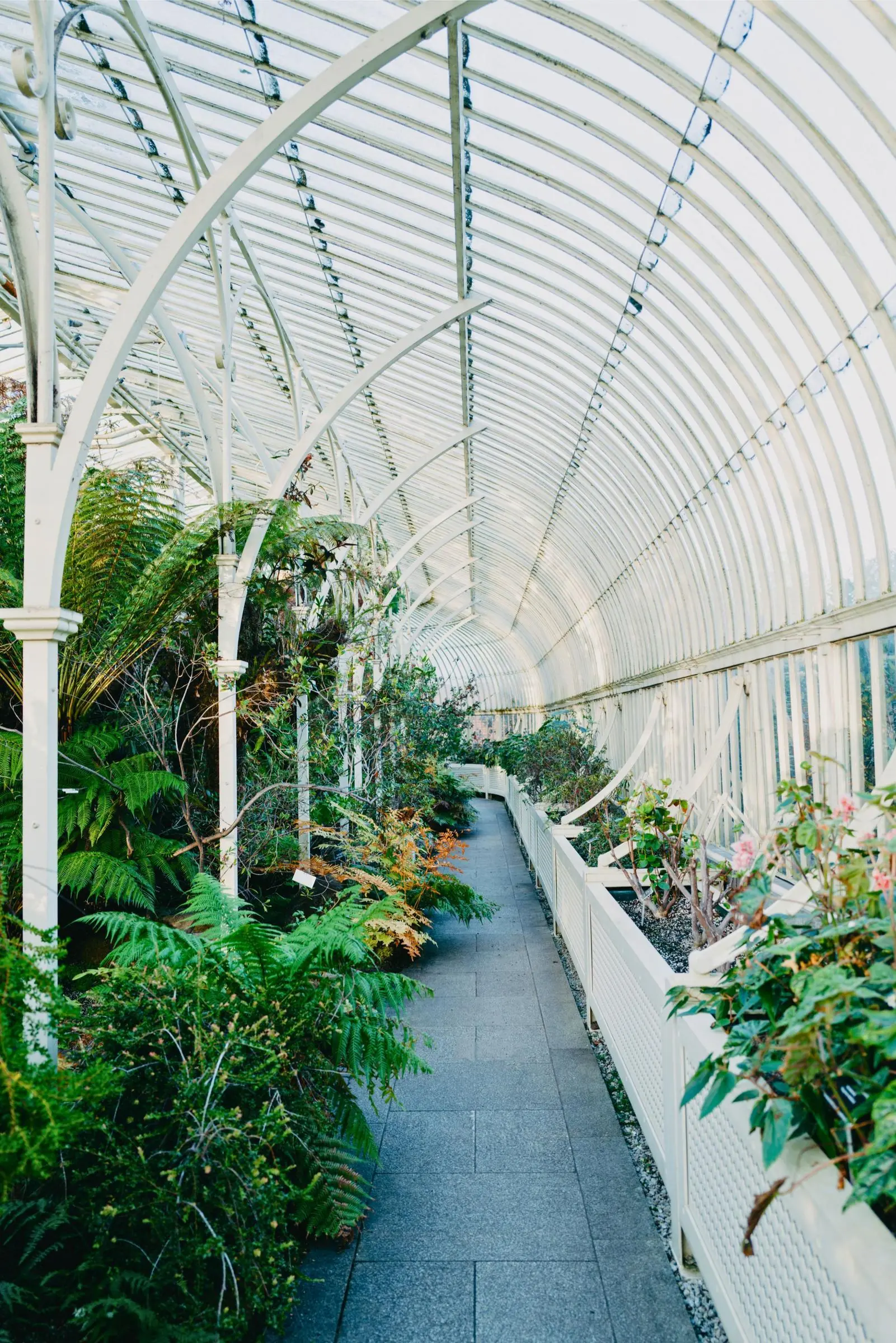 Inside the Great Palm House