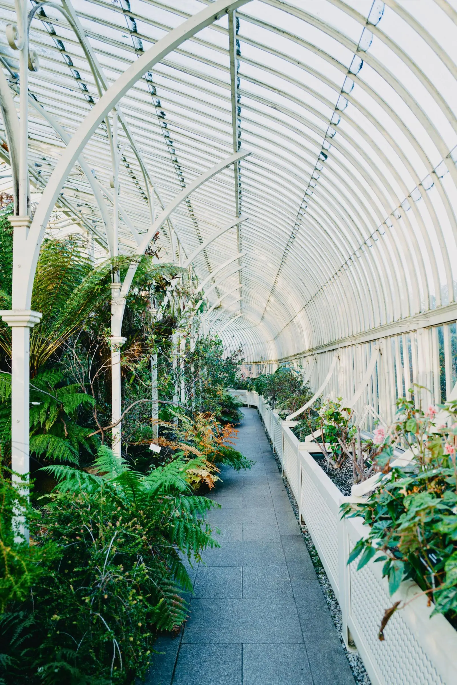 Inside the Great Palm House